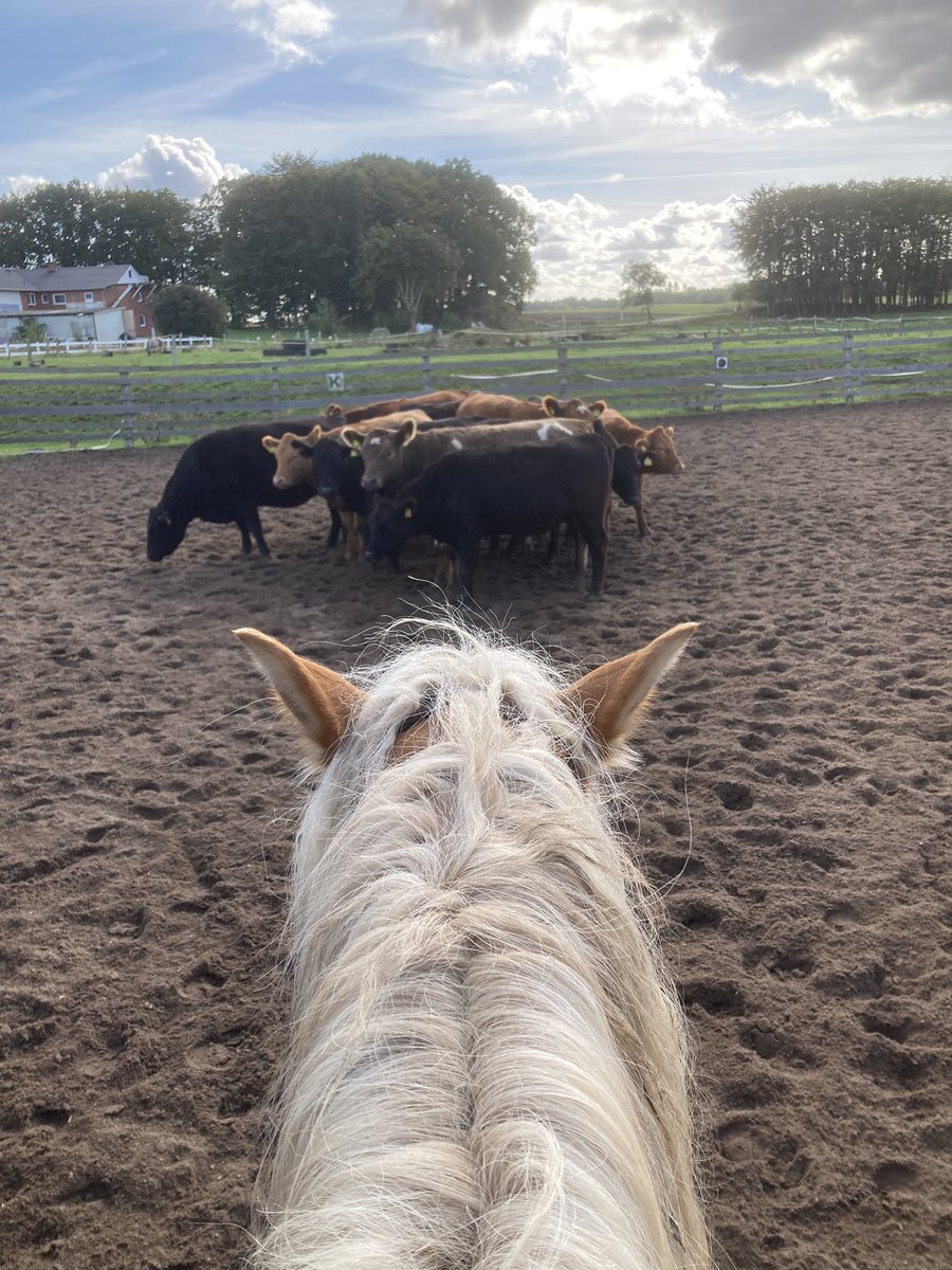 JGleser's tweet photo. Sunny Sunday 🦄 https://t.co/uLViAZm3av