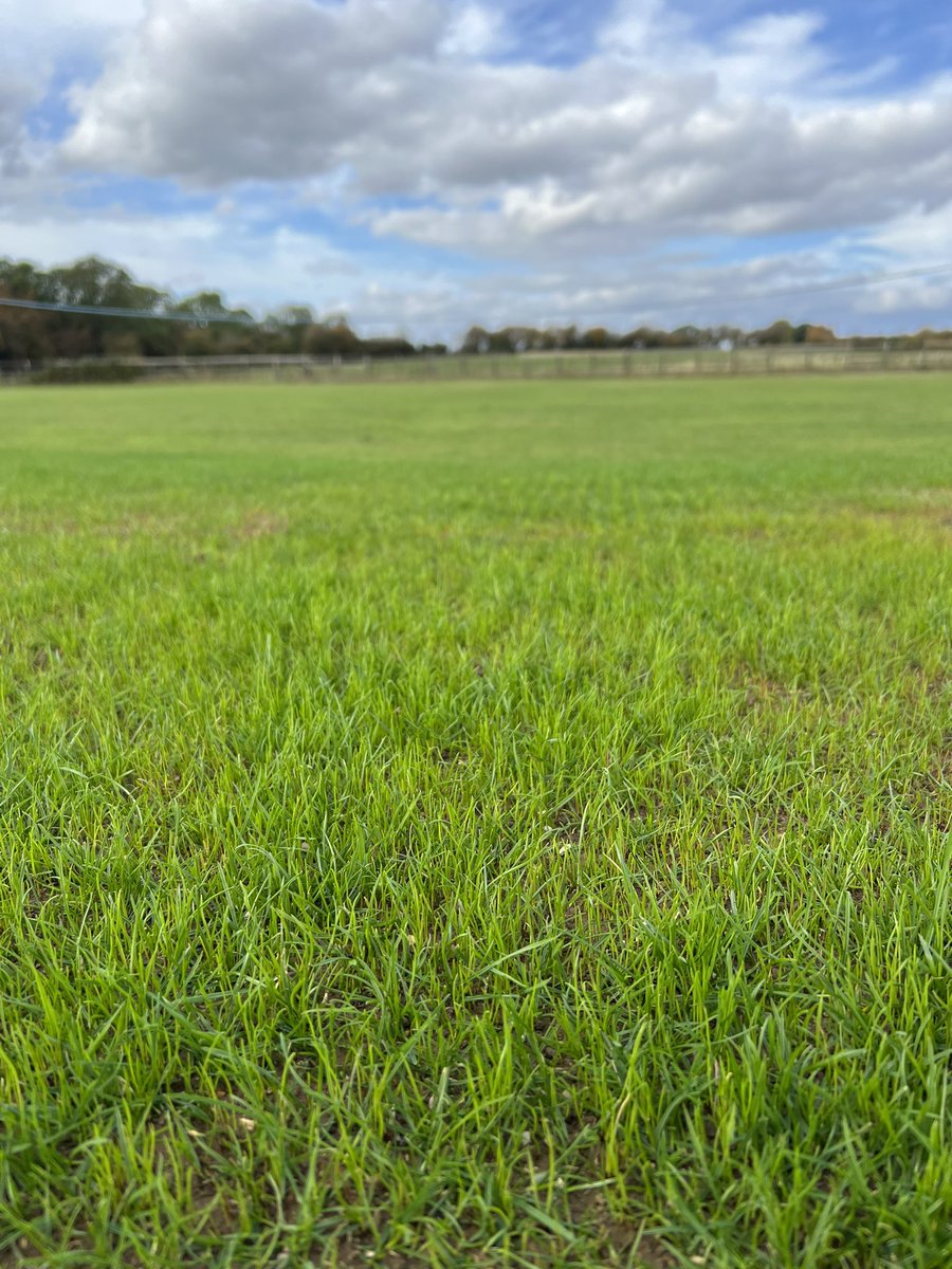 benters1808's tweet photo. Amazing what a couple of weeks can do! New growth on the square already @PlumtreeCC following more quality EOS works carried out by @LarchLtd. Really good take from the @MM_Seed MM50, even on the ends https://t.co/kESZ0Mem35