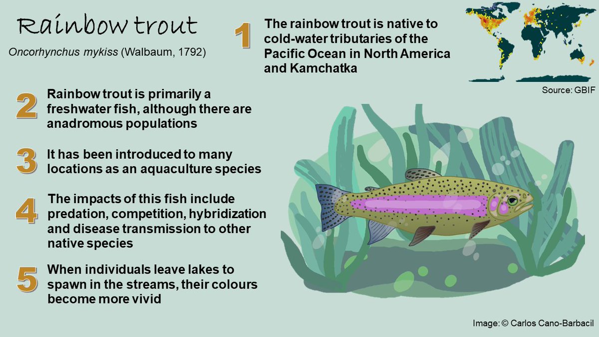 canobarbacil's tweet photo. The rainbow trout is the selected species for today's #SundayFishSketch. Take a look of these #5FishFacts about one of the most widespread invasive fish species π #SciFish https://t.co/c5TnwhZhuO