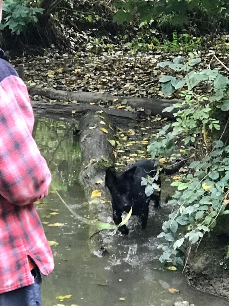DC_Police Dogs ( Puppy Development Program) tweet media