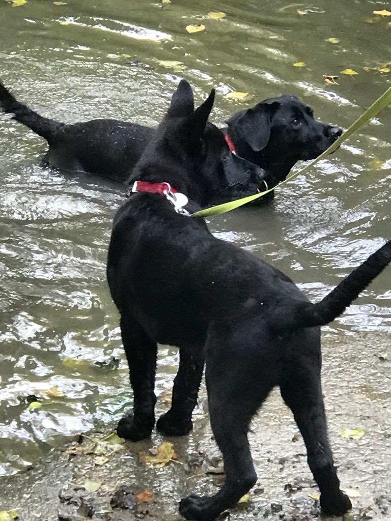 DC_Police Dogs ( Puppy Development Program) tweet media