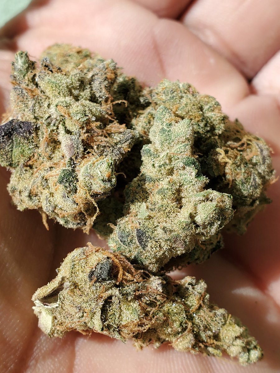 Gm world 🌄 
Let's #WakeNBake with #Whizza 
Flower: #GMOcookies by <a href="/SugarBudCGC/">Sugarbud Craft Growers Corp.</a>