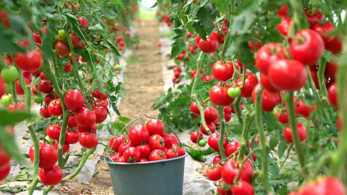 p_dusabimana's tweet photo. Tomato farming in greenhouse is excellent source of income! Do you like it? https://t.co/6bC8DBcas7