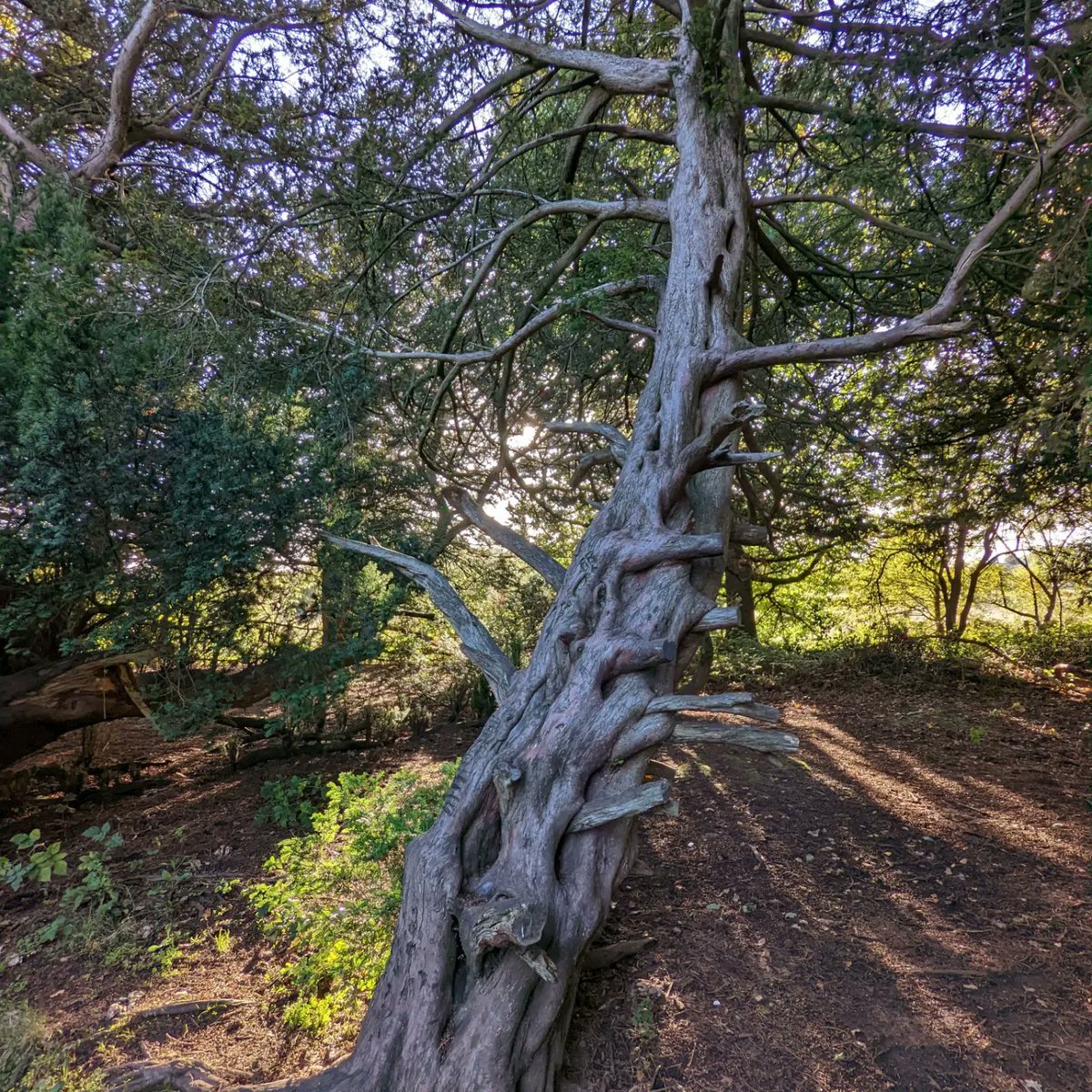 Gnarly! #TreeClub