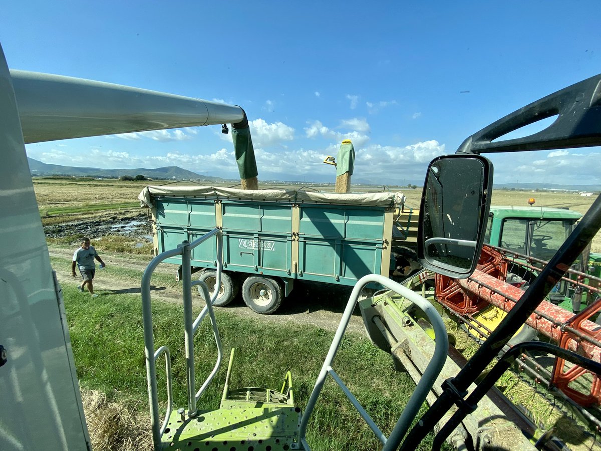 Danideldelta's tweet image. Latiguillo rebentat al molinet de la cosetxadora i diumenge migdia 😊✨
Apanyo provisional i demà en l’aiguatge ho arreglem del tot però a poc que puguem: no parem!
#deltadelebre #ricefield