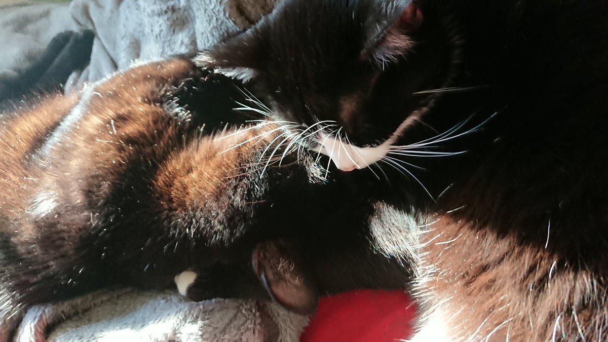 ObstundFell's tweet image. Lazy sunday afternoon ☀️

#Bruderliebe #catcontent #petcontent