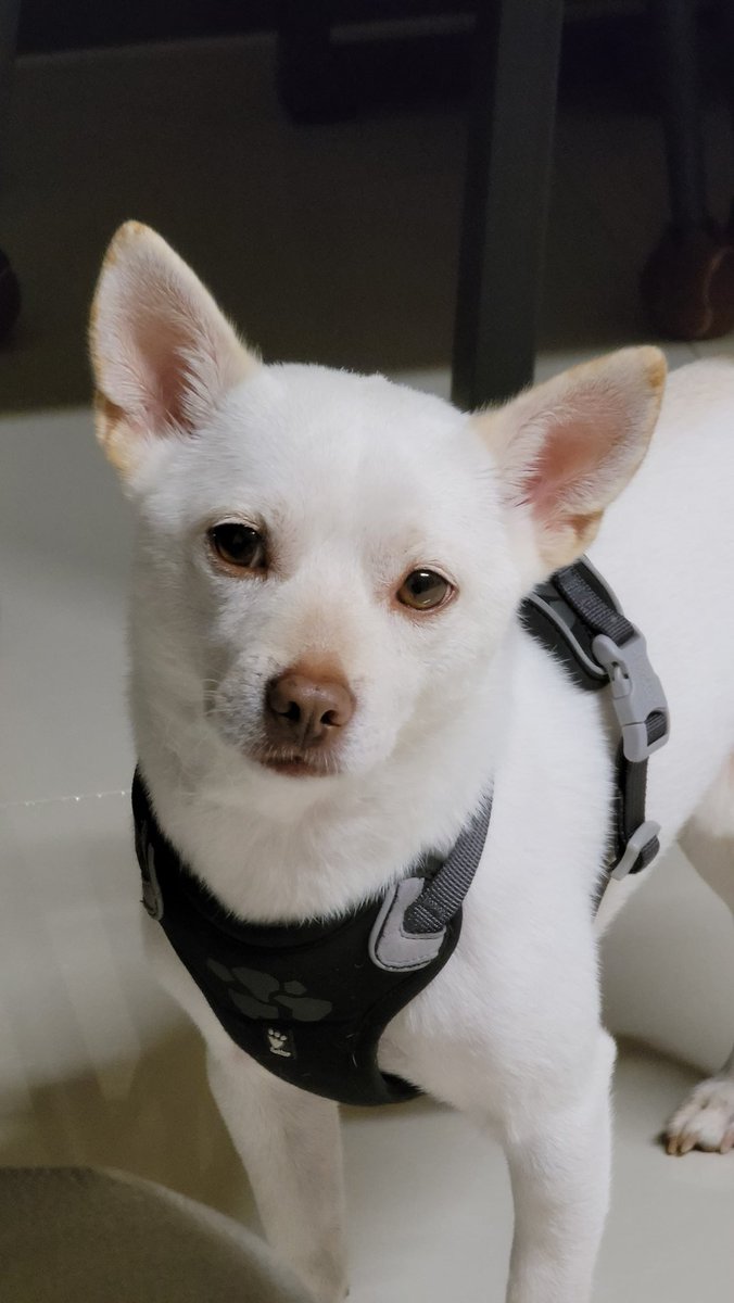 산책갈라고 다 준비했는데 비소식 들은 갱쥐
(결국 나감)