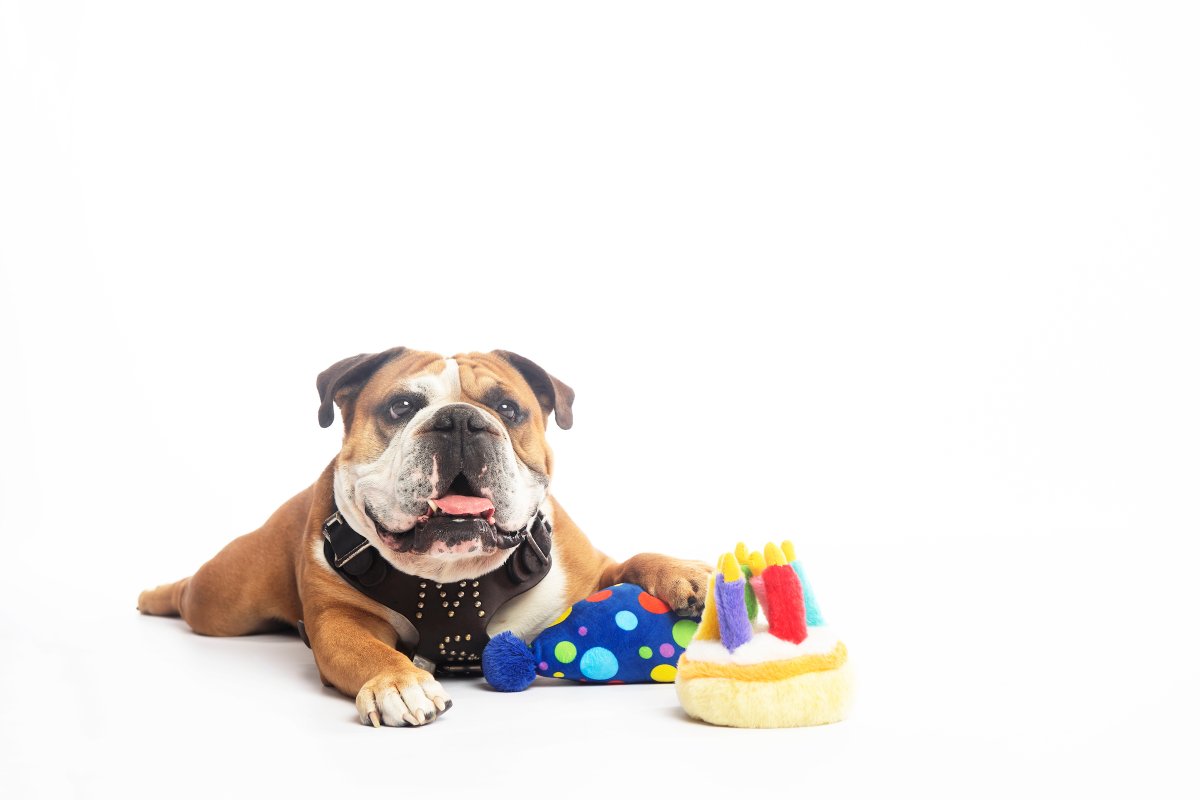 msstate's tweet photo. Happy birthday to our favorite pup. Enjoy your day, Jak. 🎉 https://t.co/6f27t4c7xt
