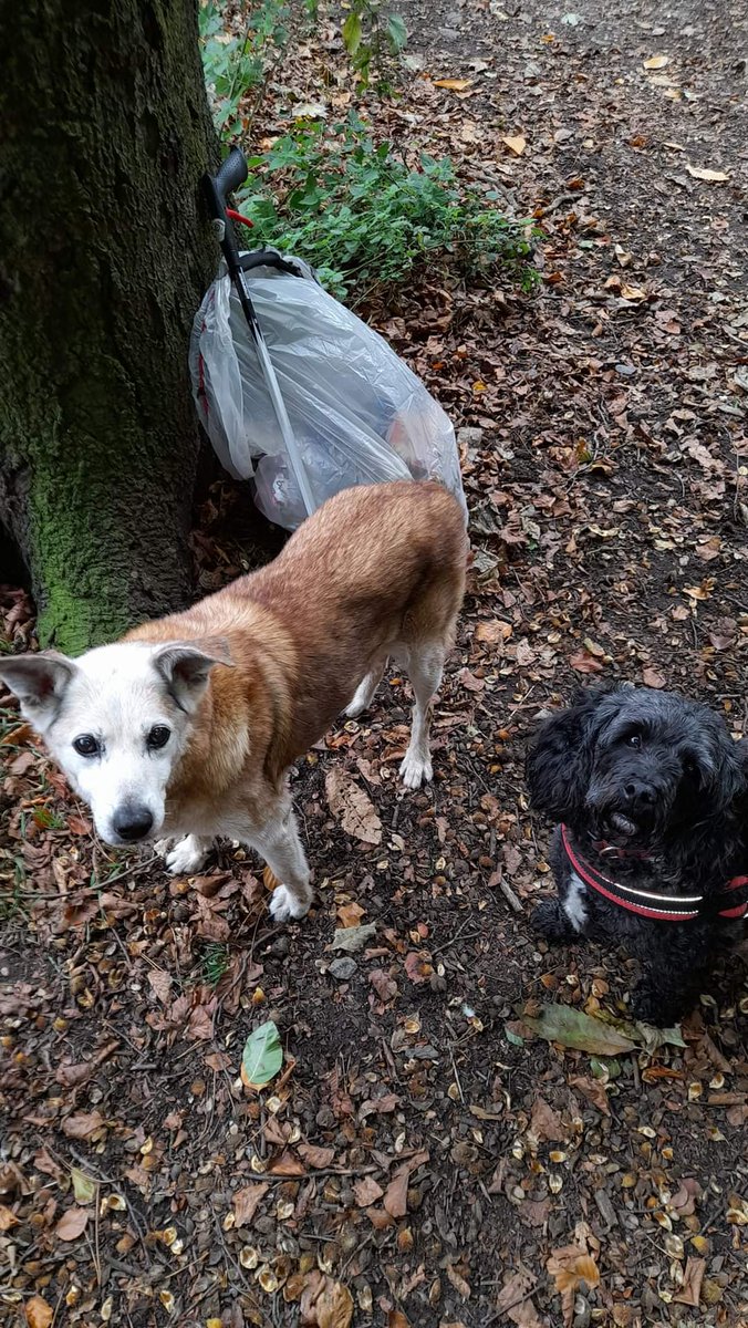 Litterwatch1's tweet photo. Look at their cute #furryfaces, like butter wouldn't melt Sandra said "A two bag weekly litterpick. The first bag was so heavy from those pesky nitrous oxide bullets. Plus they are hard to pick up individually"
#thankyou #adoptastreet #volunteersrock @SercoESUK @sandwellcouncil https://t.co/YdxNeXGGiR