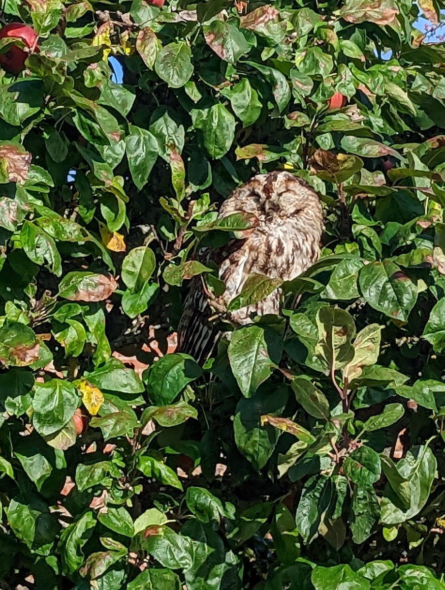 MuseumTales's tweet photo. Hoping this Tawny Owl at @NTBeningbrough picks up. He wasn't feeling too well when #MuseumKid found him and reported him to the team. https://t.co/GvwRlQQYgM
