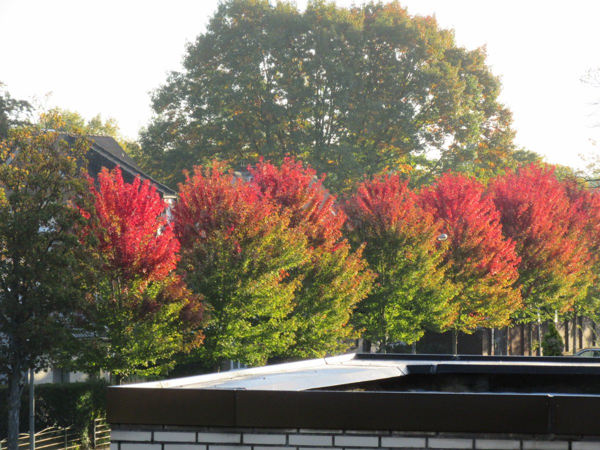 kohlenspott's tweet photo. 🎶"Rote Blätter fallen.
Graue Nebel wallen.
Kühler weht der Wind."🎶
Blick auf die Oberhausener Landwehr. 
#Oberhausen #styrum #Herbst #autumn #Ruhrgebiet #kohlenspott #kohlenpott #emscherland https://t.co/y0JqYLo9nP