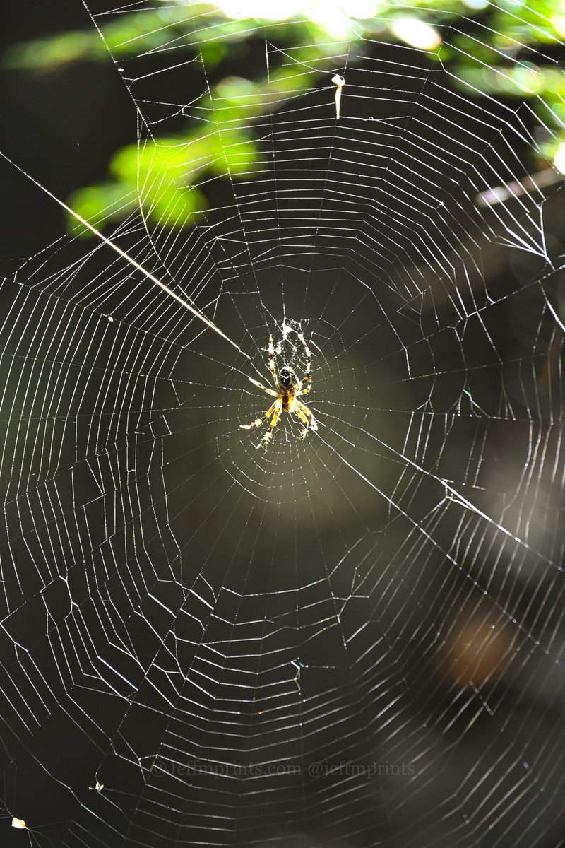 maplewoodjeff's tweet image. A wild web!
#adk #getoutside #awesomeweb #thisisupstate #creepyvibes