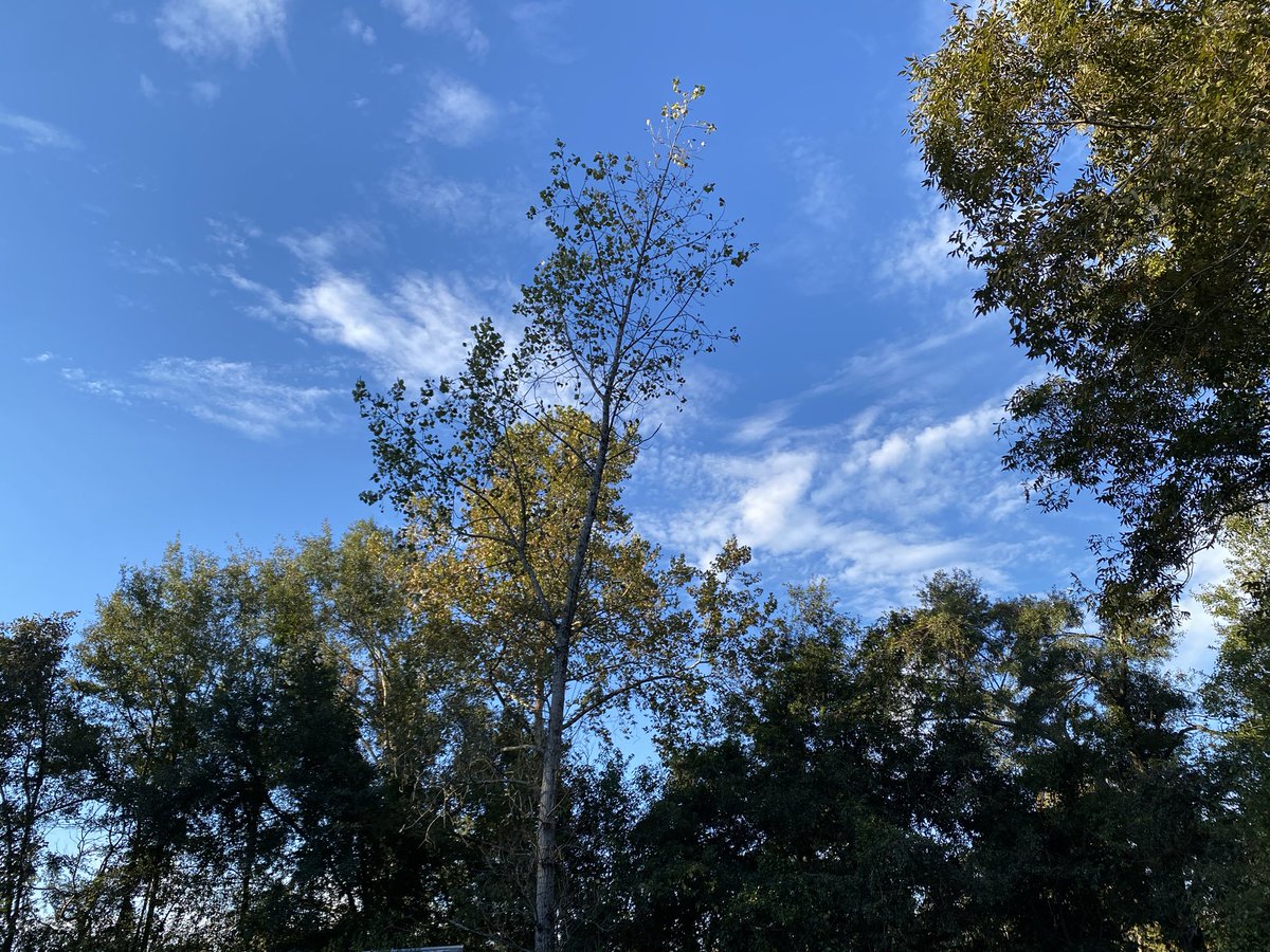coffeegirl_77's tweet photo. Another beautiful cold morning ❤️ God is Good. Hope you have a blessed Lord’s Day.   #BibleStudy #birdwatching #365cupsofcoffee #coffee #nature #sunrise #SundayMotivation https://t.co/Mp9x7kDK9U