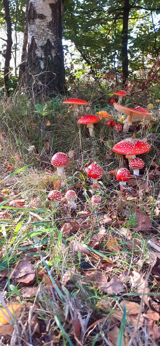 Als dit mooie groepje vliegenzwammen geen #herfstgevoel geeft .....