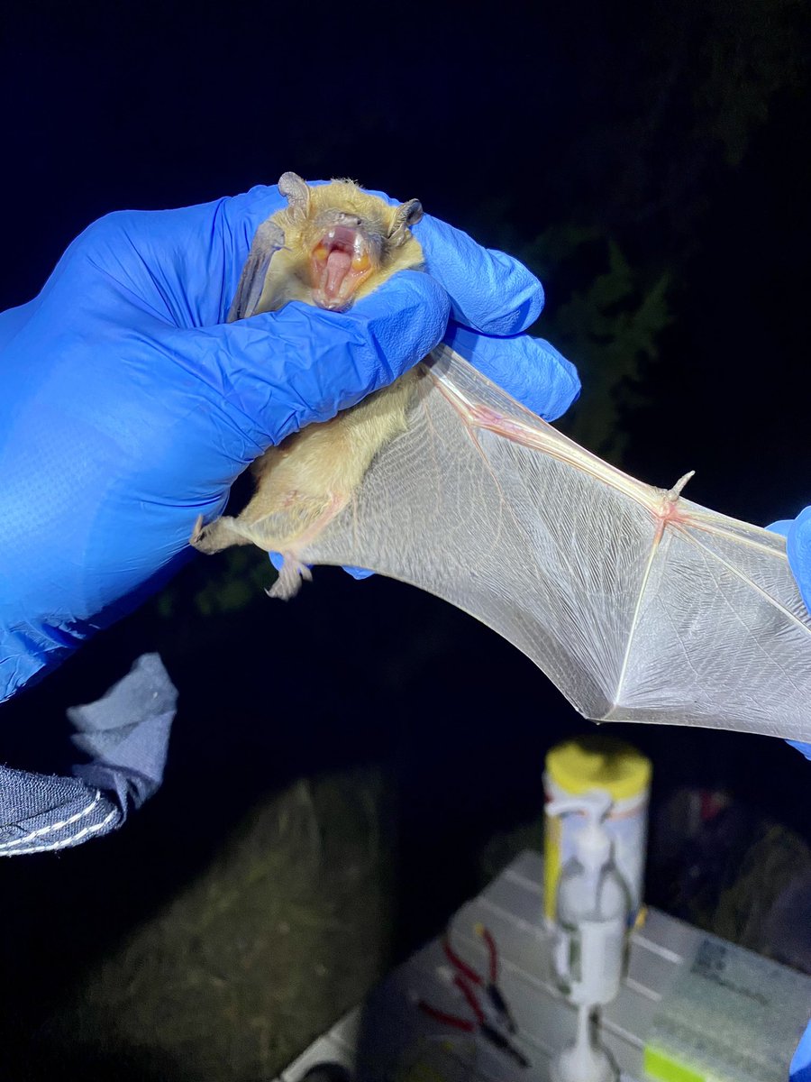 RileyFBernard's tweet image. #FatBat alert 🚨! This male big brown bat weighed in at 25g!! He is certainly getting ready for winter.

#batappreciationmonth #batweek #bat @bernard_lab