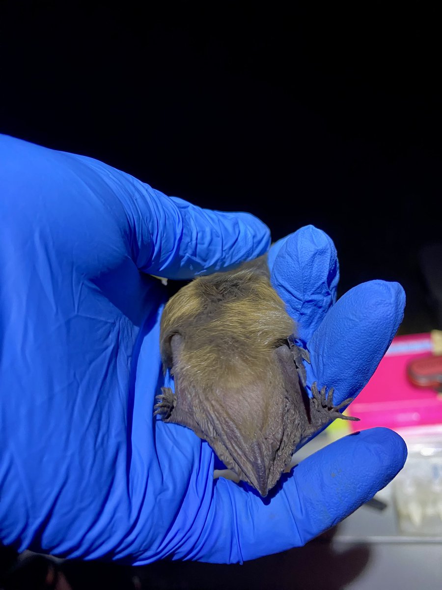 RileyFBernard's tweet image. #FatBat alert 🚨! This male big brown bat weighed in at 25g!! He is certainly getting ready for winter.

#batappreciationmonth #batweek #bat @bernard_lab