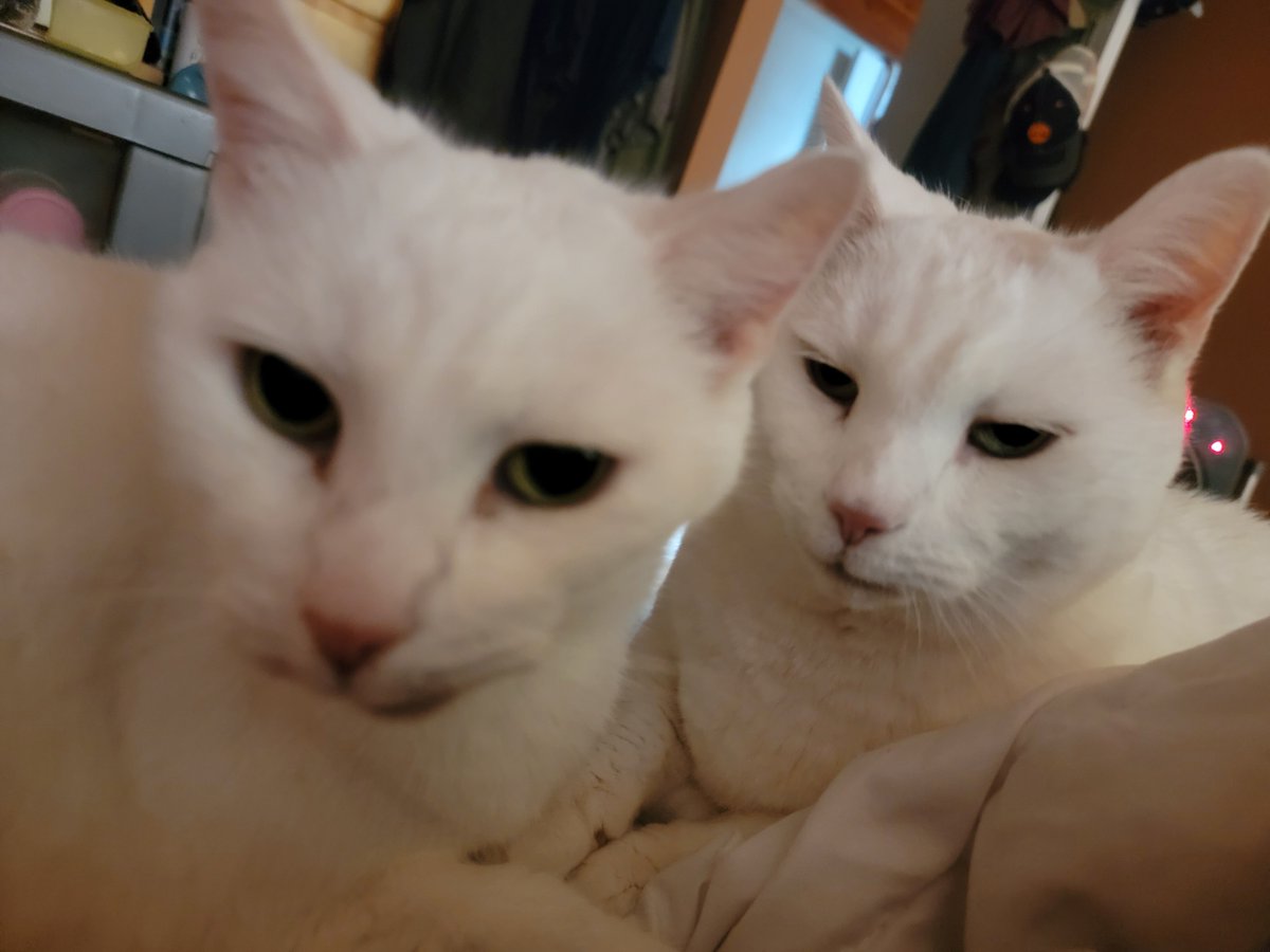 apeykins's tweet photo. Woke up to my loves watching over me
#seniorcat #whitecat #jerryjr #CosmoKitty #myloves #brothers https://t.co/IJVorebftB