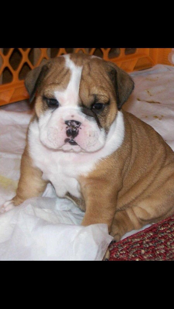 Bully XXI tweet media