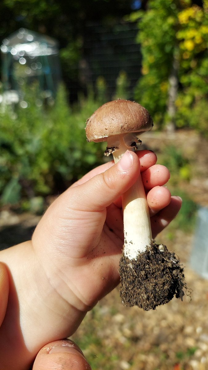 Oroborous2's tweet photo. #Winecaps coming up everywhere! (Stropharia rugosoannulata) This dependable mushroom allows you to produce "yield" even in your mulched paths. They improve soil and are said to kill nefarious nematodes. #helf #welf #growf #permaculture https://t.co/BaR8OGg3Gh
