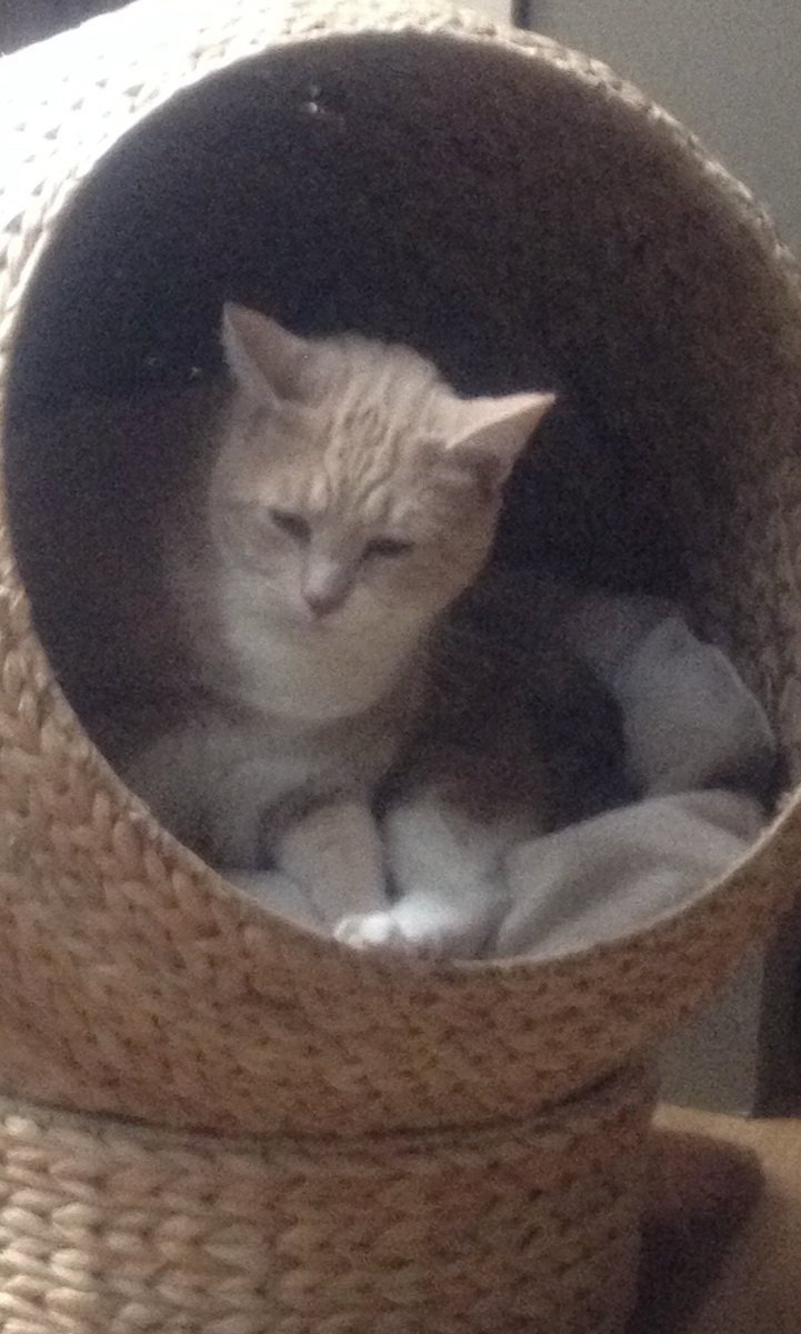 Cat in a basket - not a chicken in sight !