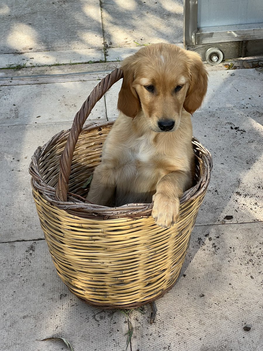 TheMontyDon's tweet photo. More basket action. It is becoming a Thing. https://t.co/Df6n1YgQ45