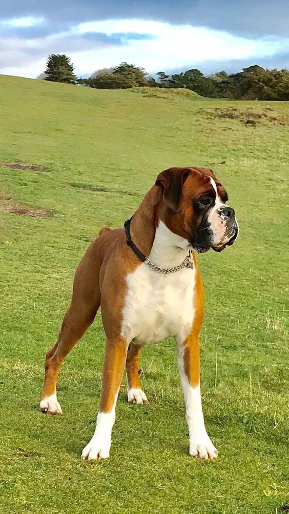 lewdcorn18's tweet photo. Once I move out I deadass want these dogs, not only are they smart they are all quirky, I've had to many small dogs and they are so STUBBORN. https://t.co/7hp5EXfz4y