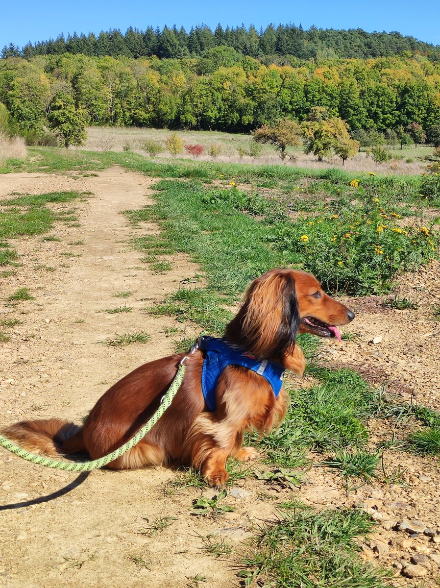 KerstinAx82's tweet photo. Sonntagsspaziergang #dackel #Dachshund #dog https://t.co/R54Qu7HYiI