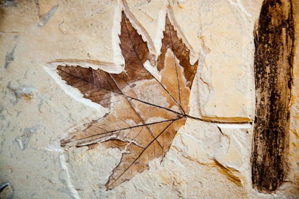 FossilBonanza's tweet photo. I'm in an Autumn mood so this week we'll look at fossilized leaves! Leaves are extraordinarily important when reconstructing ancient ecosystems and the evolution of terrestrial plants.
#LeafWeek #Paleontology https://t.co/JmupX6ltYO