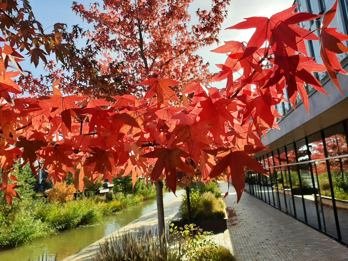 diebodem's tweet photo. Mooie herfstkleuren 

#herfst https://t.co/rUODVIAQBK