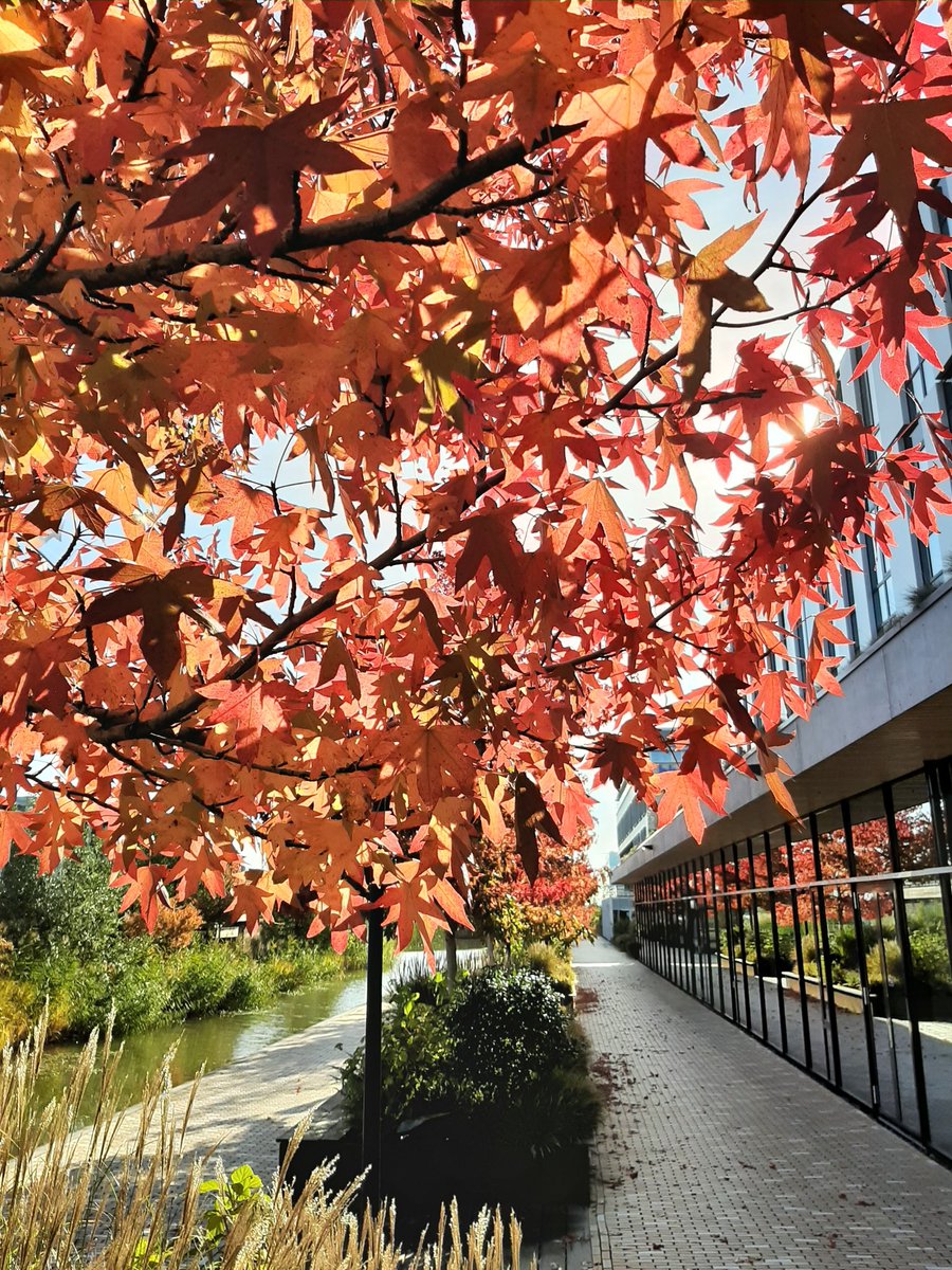 diebodem's tweet photo. Mooie herfstkleuren 

#herfst https://t.co/rUODVIAQBK