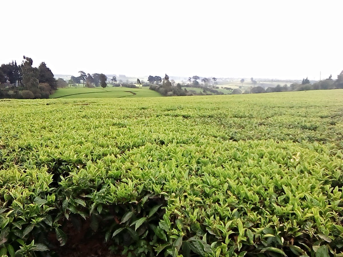 TouriteSafaris's tweet photo. Out and about Tigoni - Of refreshing air, picturesque rolling tea farms, waterfalls and dams. https://t.co/ODTGqgmUrY