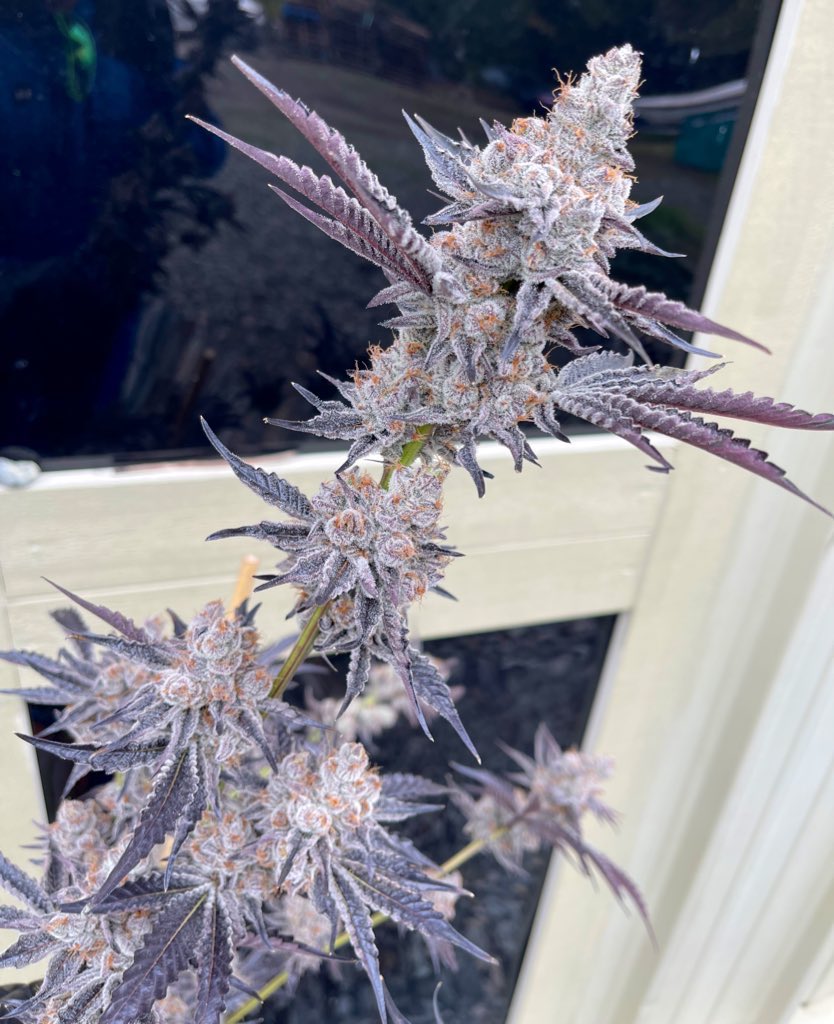 exoticgenetix's tweet photo. Let’s do a special Football Sunday #giveaway!!! A pack of this Gary Poppins is up for grabs!!! 

🚨Rules… 
• Follow @exoticgenetix 
• Like + Retweet
• Tag 3 friends 

🎉 I’ll announce a winner on twitter in 24 hours!!! Good luck everyone!! #exoticgenetix #itsalifestyle https://t.co/qTWENxlwFF