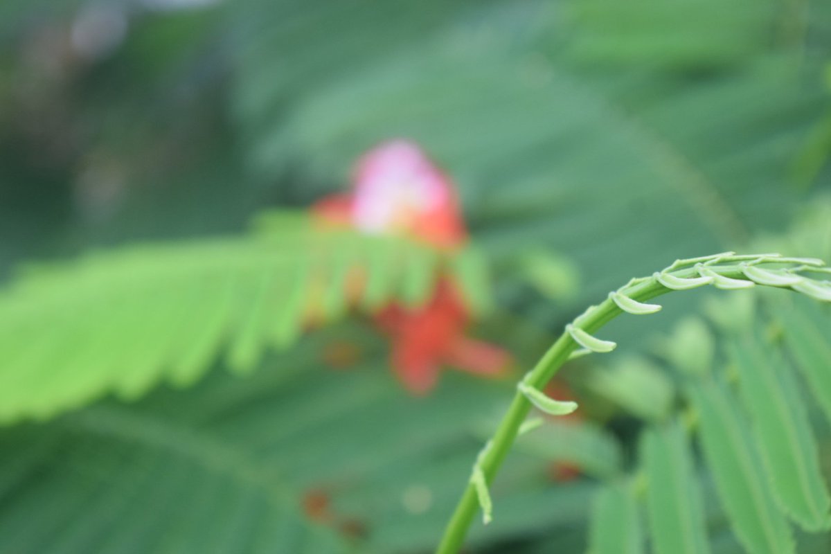 JyotiXitish's tweet photo. Greenery https://t.co/RRPJalHWn6
