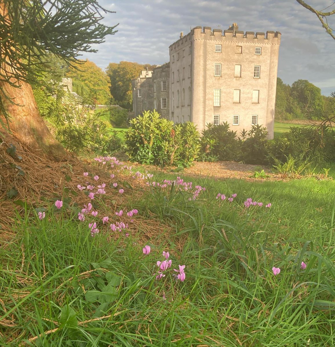ThePictonCastle's tweet photo. October blooms in the gorgeous autumn evening light. Join head gardener Roddy on tour around some of the most beautiful ‘late comers to the party’ this Wednesday at 1.30pm. There are only a few spaces available so call 01437 751326 to reserve your spot #pictoncastlegardens https://t.co/kcEvyO95p3