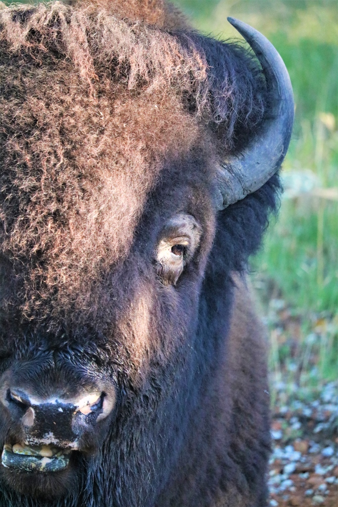 WoolarocMuseum's tweet photo. This handsome bison bull is having a lazy Sunday! If you'd like to get out and about today, bring the family to Woolaroc! We're open from 10 am - 5 pm.
#wildlifepreserve #bisonbull #weekend #osagecounty #topoklahomaattractions https://t.co/k3HN9PitvO