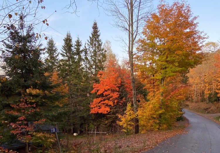 MAISONSTLAURENT's tweet photo. canadian thanksgiving weekend 🍂🫶🏼 https://t.co/VdTFndDK4Z