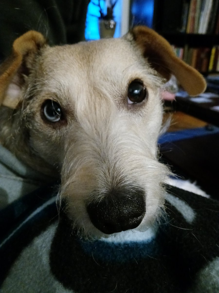 ScienceSiren7's tweet photo. It breaks our hearts but Stella's lymphoma has relapsed.Thankfully,it was caught early &amp; she has a good prognosis.She's in great spirits &amp; otherwise doesn't realize she's sick.We hate to ask,but any help toward funding her treatment would be so appreciated.https://t.co/dYmKSqIoHR https://t.co/mNwIyzDGa5