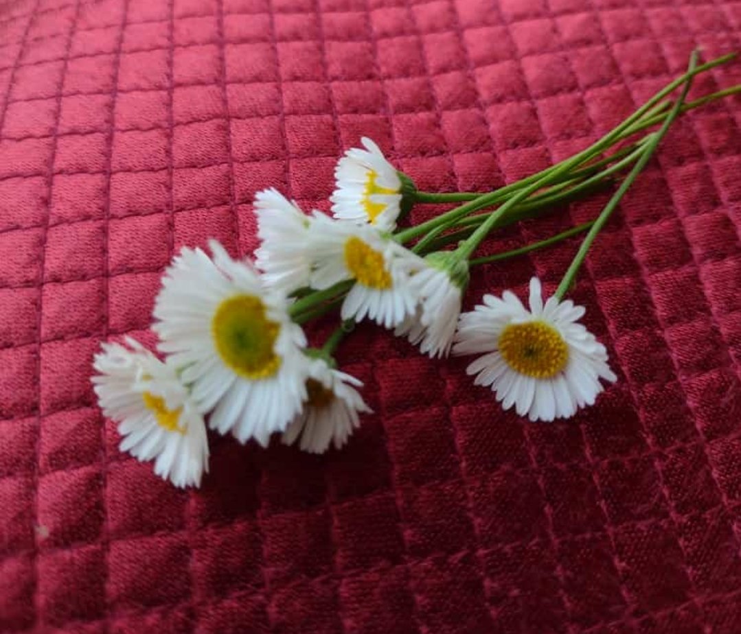 blyemps's tweet photo. #microflowers
#NaturePhotography https://t.co/KV46a1eyua