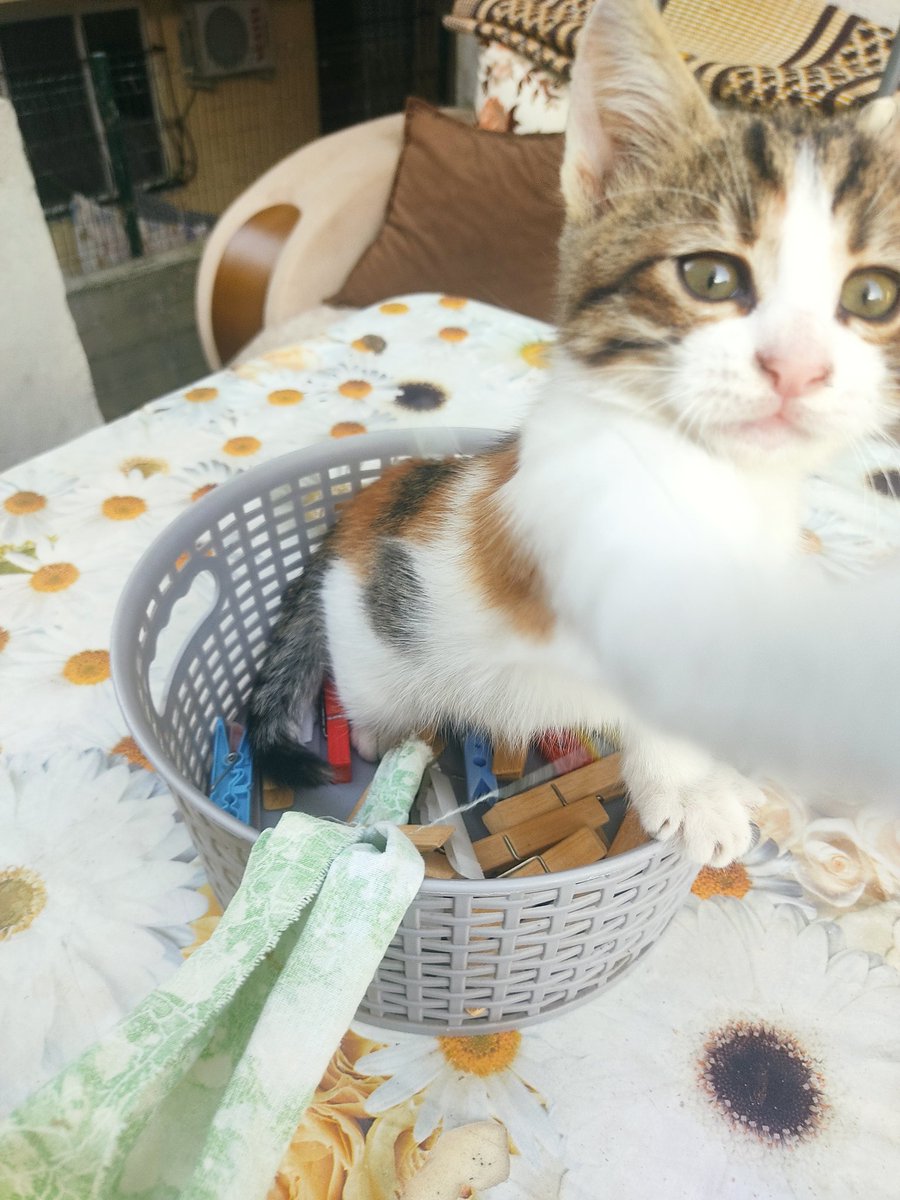 KubranurPostaci's tweet photo. #catfie 🤣 #selfie #SelfieSunday #CatsOfTwitter #kedi #cats #cat https://t.co/LYqQOMQwiB