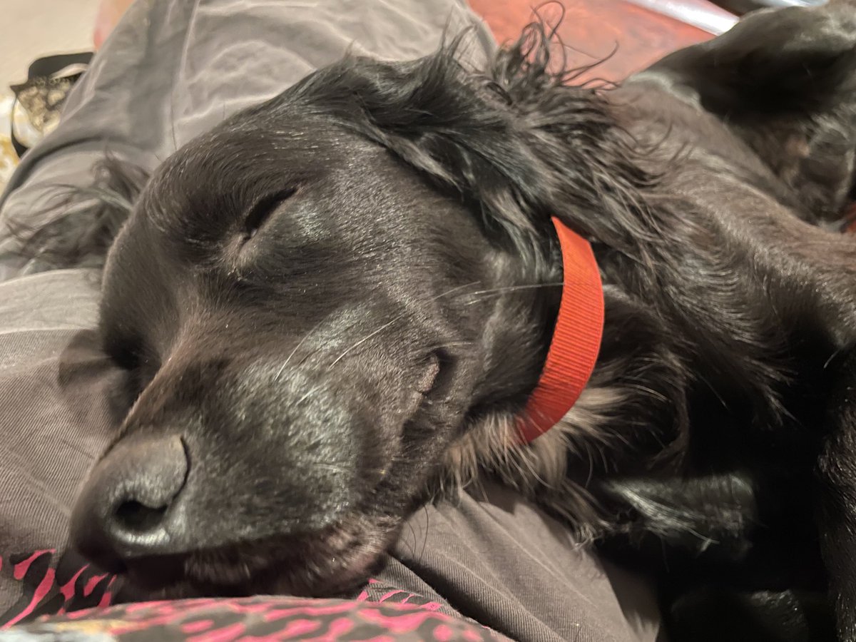 Carter_LikeDan's tweet image. #sundaysnuggles #sofasnuggles #dogsoftwitter #DogsOfTwittter #winningatlife