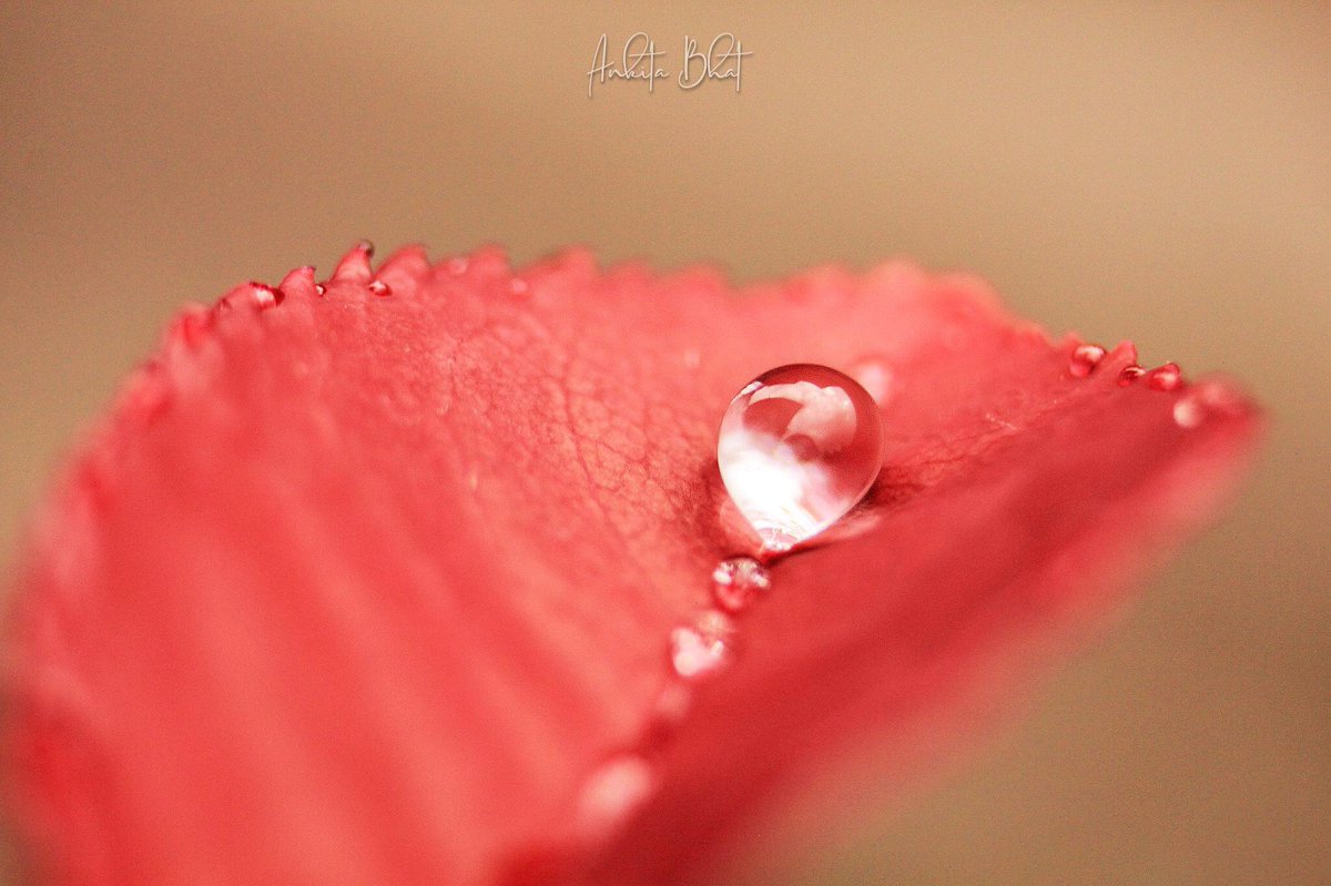 🥀♥️

#Macro #Photography #HimachalPradesh