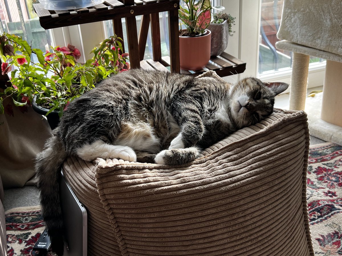 Hello Furiends!  It is a lazy Sunday lounging on the pouf the CO purchased for Behati and I have taken over. It is a perfect napping spot with ample sun puddles and next to the couch when CO is napping or watching the telly. How you all are having a lovely weekend!