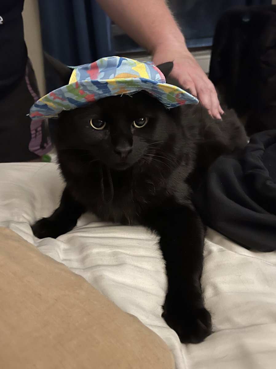 JoeyVanaMusic's tweet photo. GBP……Blessing The Timeline With The Bestest Of Boi “Gary Bow Tie Parmigiana” #cat #GBP #CatsOfTwitter https://t.co/KWgb6zBihv