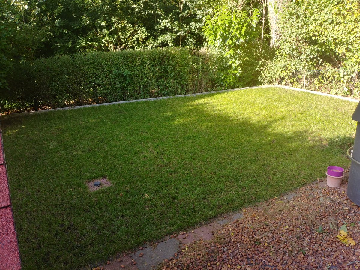 DCSebi's tweet photo. Braucht noch jemand Eicheln? @stadt_kiel vielleicht? Ist schließlich euer Baum. Mittlerweile ca 300 kg nur aus dem kleinen Rasen hinten in 8 Wochen geholt. Und die beiden Eichen vorne fangen jetzt erst an. Bis Februar geht das munter weiter mit Eicheln und Laub. https://t.co/Z3sbZV3Yx5