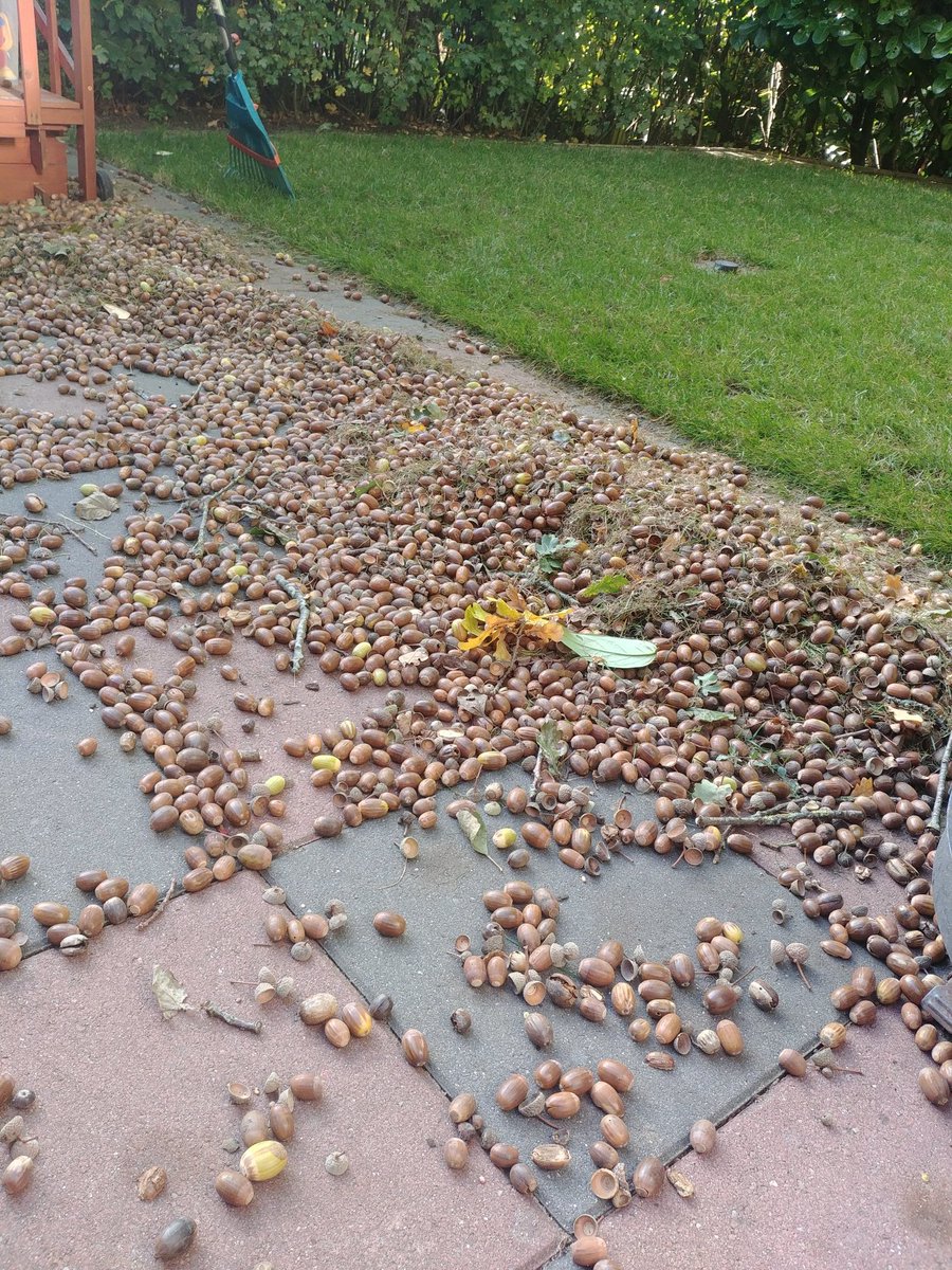 DCSebi's tweet photo. Braucht noch jemand Eicheln? @stadt_kiel vielleicht? Ist schließlich euer Baum. Mittlerweile ca 300 kg nur aus dem kleinen Rasen hinten in 8 Wochen geholt. Und die beiden Eichen vorne fangen jetzt erst an. Bis Februar geht das munter weiter mit Eicheln und Laub. https://t.co/Z3sbZV3Yx5