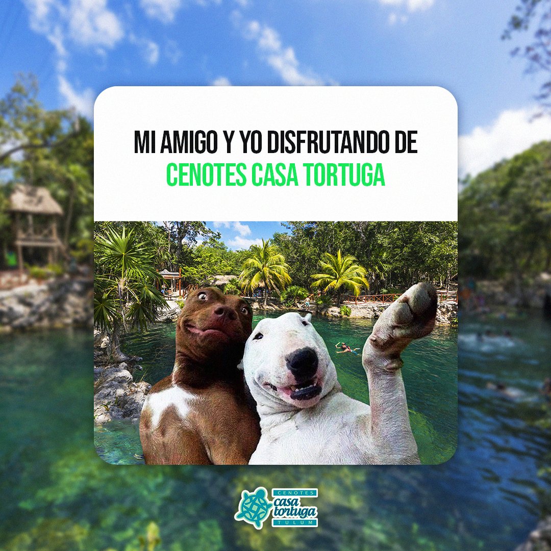 CasaTortuga_'s tweet photo. ¿No tienes planes para este domingo? Una gran opción para divertirse, relajarse y pasar grandes momentos es #cenotes #casatortuga. 💚🐢
Compra tus entradas en nuestra página web (Link en nuestra descripción).
¡Te esperamos!
#estademoda #mexico #vacaciones #orgullomexicano https://t.co/G4OVLtkAlF