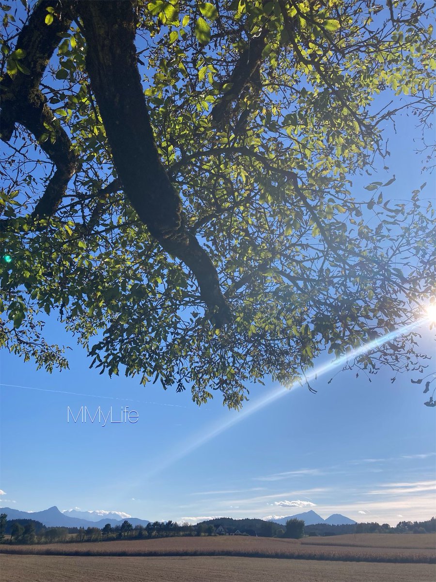 ManuelaMravlak's tweet photo. Shining together with you…💛

#NaturePhotography 🇦🇹
@ThePhotoHour @StormHour ☀️ 
#Tree #MyPowerTree 🌳 
#SundayThoughts 💙 https://t.co/dFWJzEzcsU