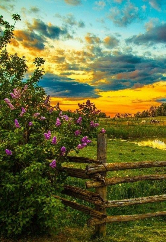 Желаю всем наилучшего в новой неделе, счастливого вечера, мои дорогие.🎶💫⚘🌺🤝