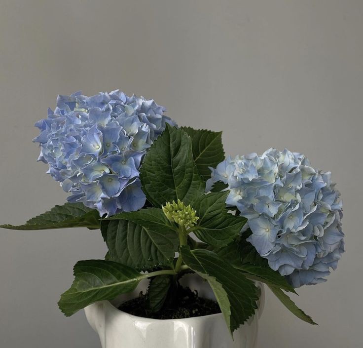 ㅤㅤㅤㅤㅤ
         rikuryuu.⠀⠀⠀ sns update
         1O.O9.22 — 1O:26pm
         ↷These flowers are beautiful enough 
         to convince anyone to bring them home.     
ㅤㅤㅤㅤㅤ