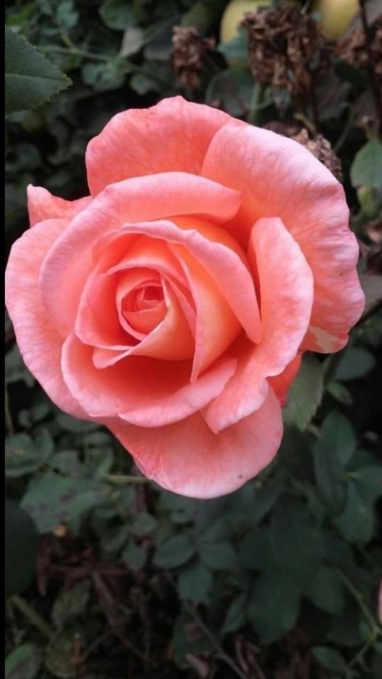 ¡Hermosas flores 
para ti!

Beautiful flowers 
for you!

the most beautiful flower in my garden,

They are very nice, you make me smile

I look at you from afar and you make me feel...

that I'm still alive... that I've been happy.

😗😊💕🌷🌼🌻🌺🏵🌸🍁